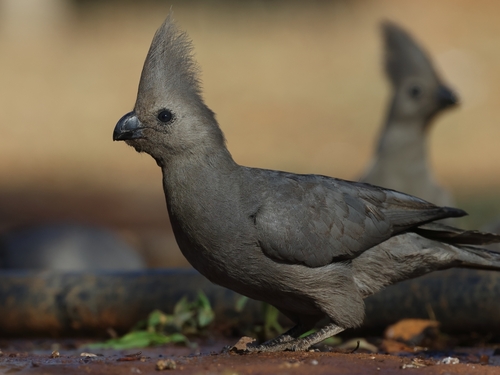 Grey Go-away-bird