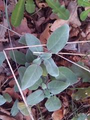Salvia tomentosa