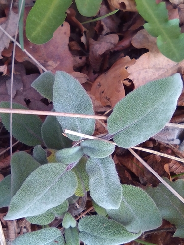 Image of Salvia tomentosa by (c) Михаил Орлов, some rights reserved (CC BY)