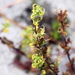 Lobelia cheiranthus