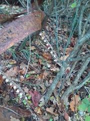 Scutellaria altissima