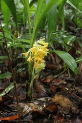 Calanthe clavata