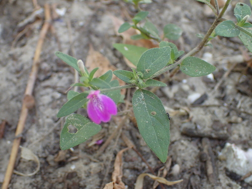 Justicia ladanoides image