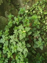Nanocnide japonica