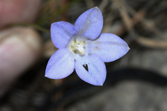 Wahlenbergia akaroa