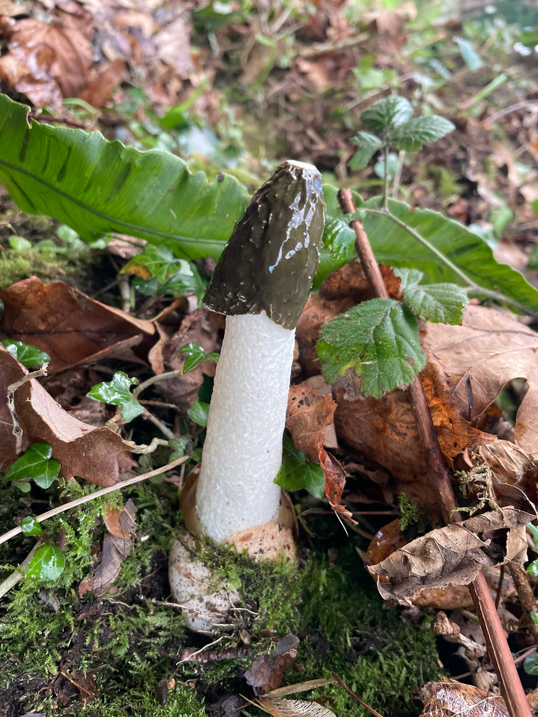 Phallus impudicus · November 2025 · photo: © hebheb (iNaturalist, cc0)