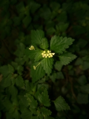 Nanocnide japonica