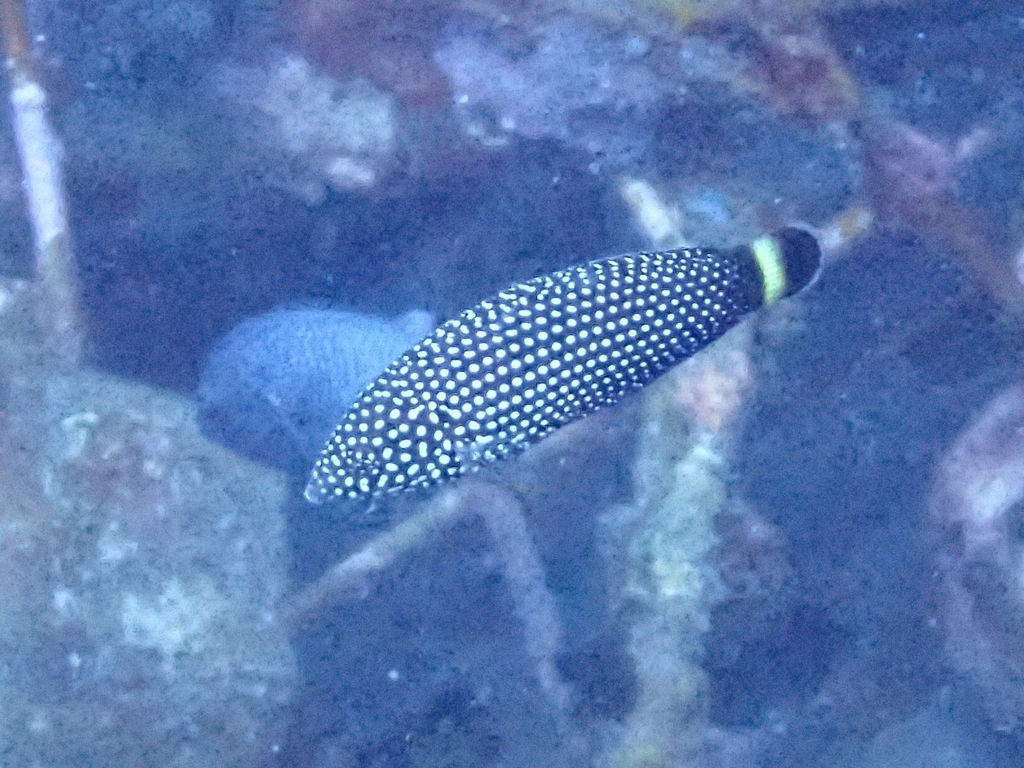 Blacktail Wrasse
