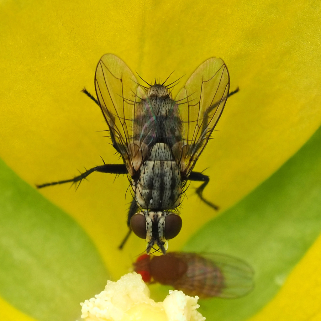 Bot Flies, Blow Flies, and Allies from Santa Cruz, Ecuador on January 6 ...