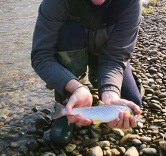 Salmo marmoratus