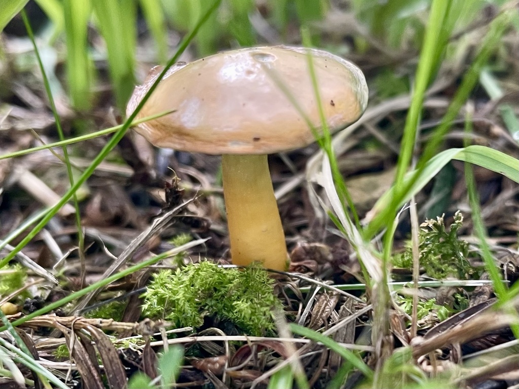 Gliophorus psittacinus · November 2025 · photo: © hebheb (iNaturalist, cc0)