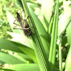 Enthephippion olivaceum