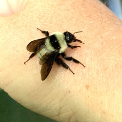 Bombus brasiliensis