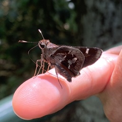 Thespieus aspernatus