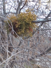 Arceuthobium oxycedri