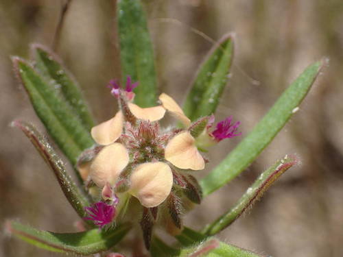 Polygala image