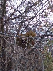 Arceuthobium oxycedri