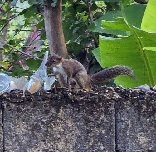 Northern Palawan Tree Squirrel