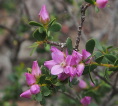 Boronia crenulata