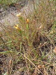 Schultesia guianensis latifolia