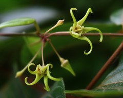 Pentatropis