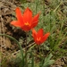 Tulipa ostrowskiana - Photo (c) vladimir_epiktetov, alguns direitos reservados (CC BY-NC), uploaded by vladimir_epiktetov