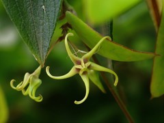 Pentatropis