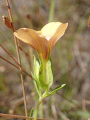 Schultesia guianensis latifolia