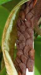 Pentatropis