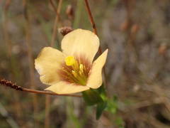Schultesia guianensis latifolia