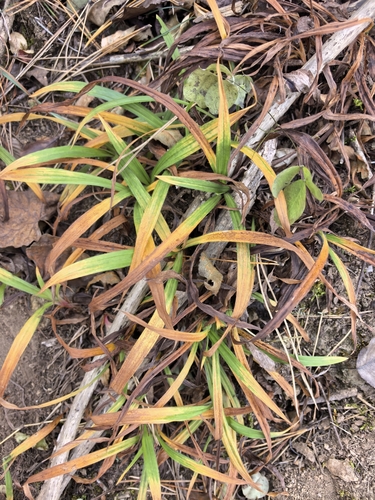 Carex ciliatomarginata iNat (2)