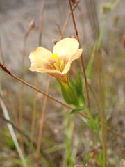 Schultesia guianensis latifolia