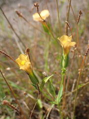 Schultesia guianensis latifolia