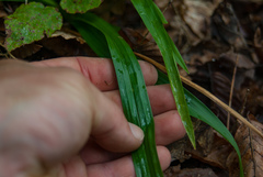 Carex laxiflora