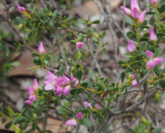 Boronia crenulata