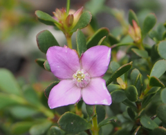 Boronia crenulata