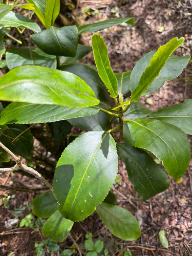 Claoxylon sandwicense observed 2025-11-18