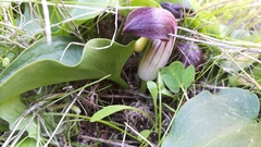 Arisarum simorrhinum