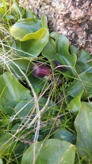 Arisarum simorrhinum