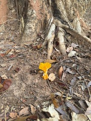 author not stated, no rights reserved Costus spectabilis, photograph author not stated, no rights reserved