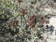 Lampranthus stenus
