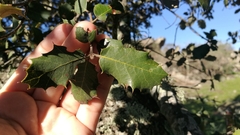 Quercus rotundifolia