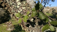 Quercus rotundifolia