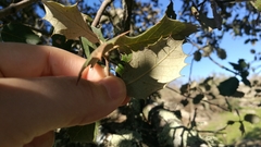 Quercus rotundifolia