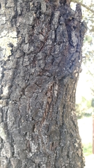 Quercus rotundifolia