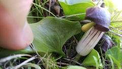 Arisarum simorrhinum