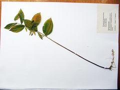 Polygonatum × desoulavyi