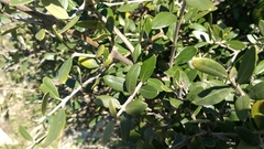 Olea europaea