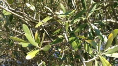 Olea europaea