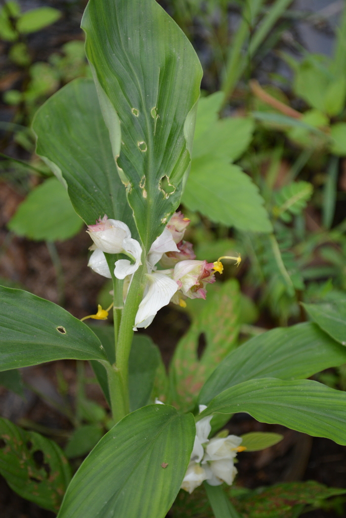 Globba annamensis (Globba annamensis)
